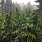 Cannabis growing in Humboldt County
