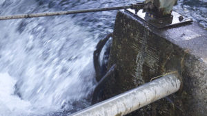 Pacific lamprey attempting fish ladder on Eel River