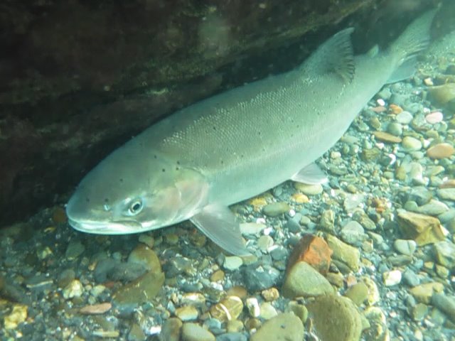 Summer steelhead in the Middle Fork Eel River. | Photo by Shaun Thompson Cal Dept of Fish & Wildlife