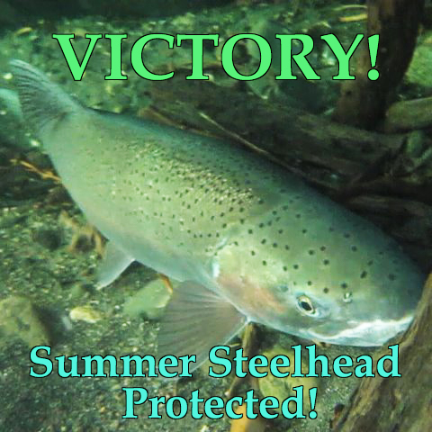 Summer Steelhead Archives - Friends of the Eel River