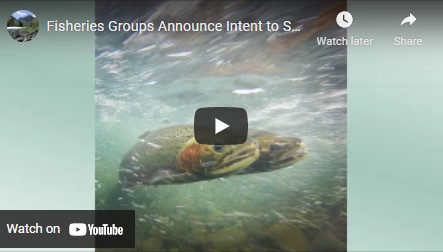 Virtual Press Conference: Fisheries Groups Announce Intent to Sue PG&E for Violations of the Endangered Species Act