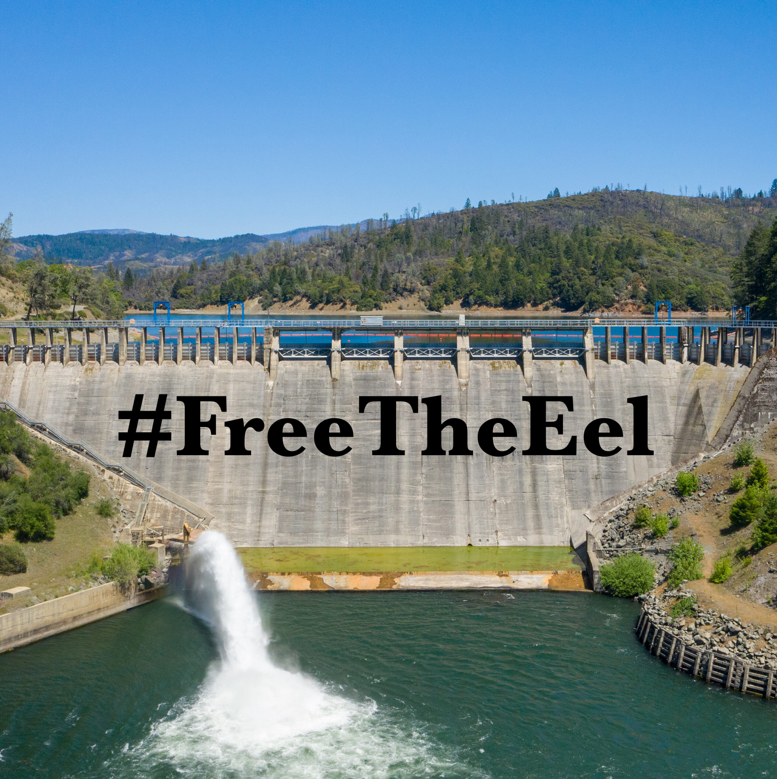 Free The Eel, Endangered Species Act, Dam Removal