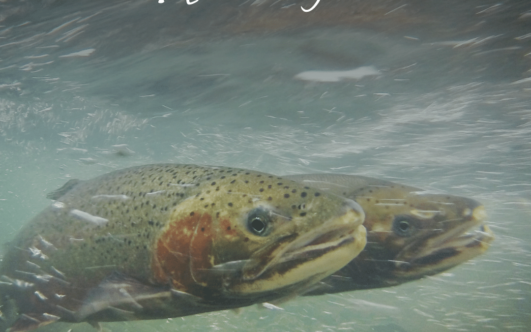 3 Ways You Can Help the Eel Today