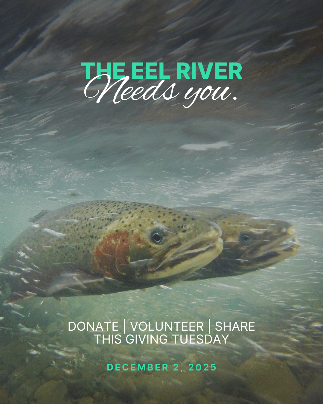 The Eel River needs you. Donate, volunteer, and share this Giving Tuesday. December 2, 2025.