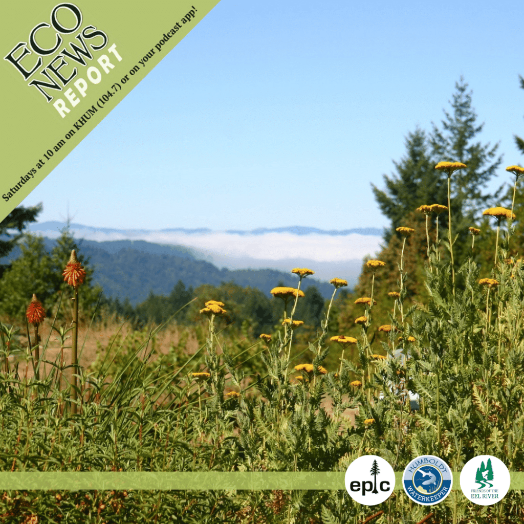 Native Plant Nerds, Unite! — EcoNews Report #319 1 The EcoNews Report airs live on Saturdays at 10 A.M. on KHUM 104.7 or on your podcast app. This week features native plants growing atop a mountain. The show is brought to you by the Environmental Protection Information Center, Humboldt Waterkeeper, and Friends of the Eel River.