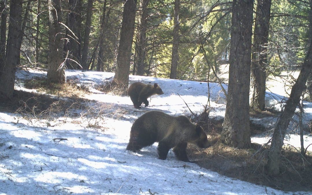 Friends of the Eel River Supports Restoring the California Grizzly